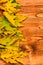 Autumn fallen leaves collected in row on light background, top view. Fall season concept. Maple dried leaf on natural
