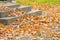 Autumn. Fallen leaves on the stairs.