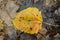 Autumn fallen poplar yellow leaf