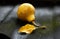 Autumn fallen yellow pear leaf in front of blurred pear fruit on black rustic grungy roof with moss in a rainy day, baccklit, clo