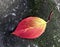 Autumn fantasies Autumn paintings with bright red berries and yellow leaves on colorful backgrounds and textures in a variety of f