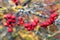 Autumn fantasies Autumn paintings with bright red berries and yellow leaves on colorful backgrounds and textures in a variety of f