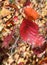 Autumn fantasies Autumn paintings with bright red berries and yellow leaves on colorful backgrounds and textures in a variety of f