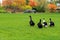 Autumn farm. Large black geese are walking on the lawn against the background of yellow trees. Goose food and autumn