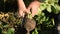 Autumn. The farmer harvests root crops.