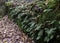 Autumn fern maple leaf