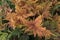 Autumn fern, natural background