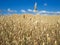 Autumn field of golden oats