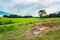 Autumn, Field, Meadow, Rainforest, Season