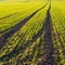 Autumn field. Winter-crop