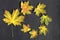 Autumn flatlay. Yellow and green fallen maple leaves in form of spiral on chalkboard background. Fall, back to school, seasonal