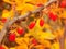 Autumn flora and fauna of city parks