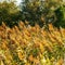 Autumn flora landscape panorama flowers