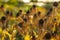 Autumn Floral Background. Natural Dried Rudbeckia Flowers in the Garden at Sunset