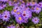 Autumn floral garden. Close up lilac flowers New York aster or Aster novi-belgii Latin: Symphyotrichum novi-belgii. Background