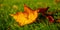 Autumn floral panoramic background, yellow leaf lies on green grass