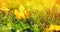 Autumn floral panoramic background, yellow leaf lies on green grass