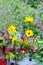 Autumn flower arrangement on garden table