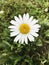 Autumn flower chamomile with water drops.