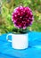 Autumn Flower - Dahlia Aster Family in a Metal Cup on Old Blue Wooden Background
