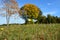 Autumn flower in the meadow