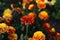 Autumn flower palette: burgundy marigolds in the autumn garden against the backdrop of numerous flowers, side view