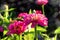 Autumn flower palette: lilac zinnias against the background of numerous flowers in the sun, close-up, bokeh