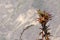 Autumn flower plant on blurred stone background with bokeh and copy space