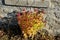 Autumn flowerbed with perennials at the cottage. style grandmother`s garden english type. lawn, stone wall, wood paneling, windows