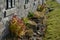 Autumn flowerbed with perennials at the cottage. style grandmother`s garden english type. lawn, stone wall, wood paneling, windows