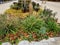 autumn flowerbed with perennials and grasses in a square with black stone