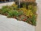 autumn flowerbed with perennials and grasses in a square with black stone