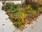 autumn flowerbed with perennials and grasses in a square with black stone