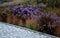 Autumn flowerbed with perennials and grasses in a square with black stone cobblestone tiles, granite curbs autumn purple white and