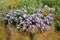 Autumn flowerbed with perennials and grasses in a square with black stone cobblestone tiles, granite curbs autumn purple white and