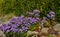 Autumn flowerbed with purple flower perennials and grasses in the square, in the parking lot and in the mountains on a rock with b