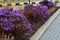 Autumn flowerbed with purple flower perennials and grasses in the square, in the parking lot and in the mountains on a rock with b