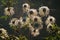 Autumn flowering clematis