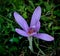 Autumn flowering crocus