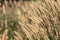 Autumn Flowering grass