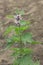 Autumn flowering motherwort. Medicinal plant. September