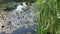 autumn flowering of water lilies on a small pond with reflections.