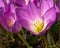 Autumn flowers, blooming pink Colchicum, Colchicum, outdoor village garden