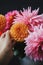 Autumn flowers bouquet. Hand holding beautiful orange dahlia in metal bucket with pink flowers on dark background. Autumn season