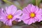 Autumn flowers after a cold rain