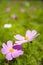 Autumn flowers, Cosmos bipinnata Cav