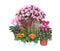 Autumn flowers, cyclamen, chrysanthemum, heather and primrose in pot