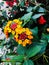 Autumn flowers and foliage