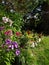 Autumn flowers in the garden in mid-September.