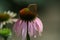 Autumn flowers in gardens, Echinacea Purpurea